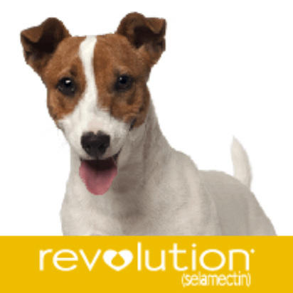 Revolution for Dogs