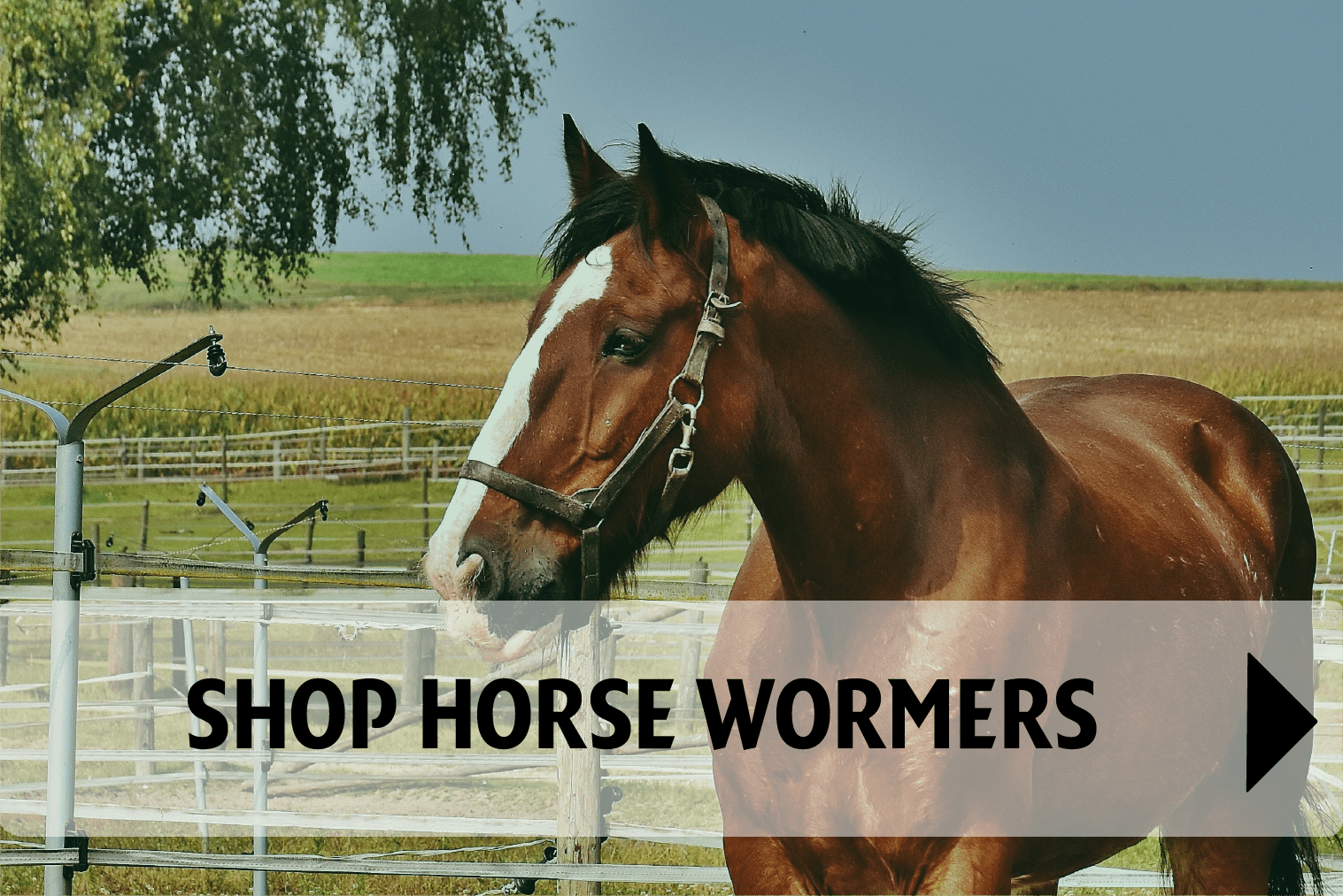 shop horse wormers
